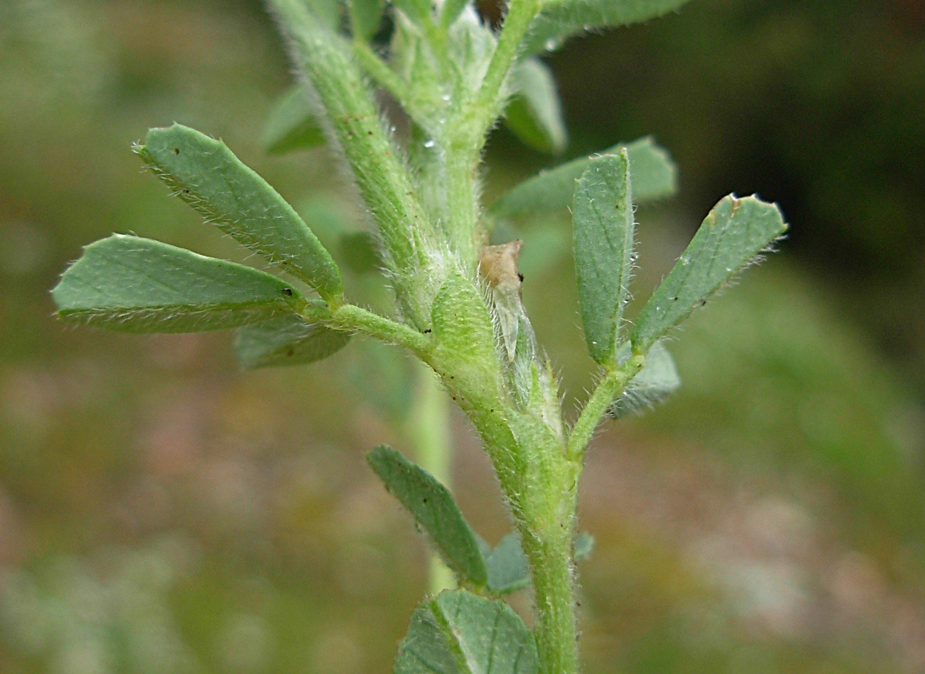 Trigonella gladiata M. Bieb./Fieno greco selvatico